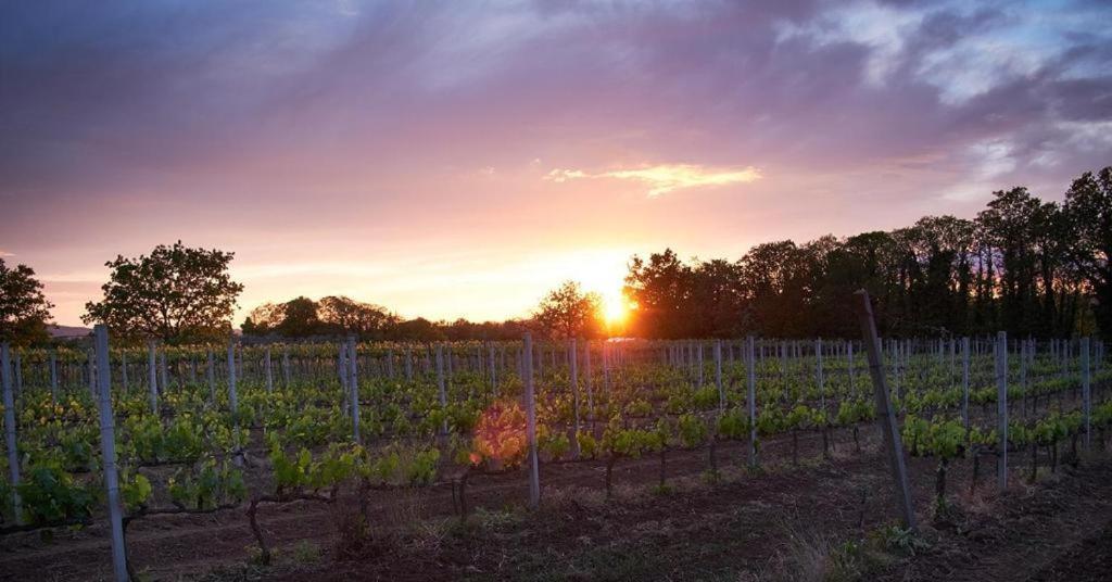 Agriturismo Eco-Bio Villa Vacasio Pitigliano Eksteriør bilde